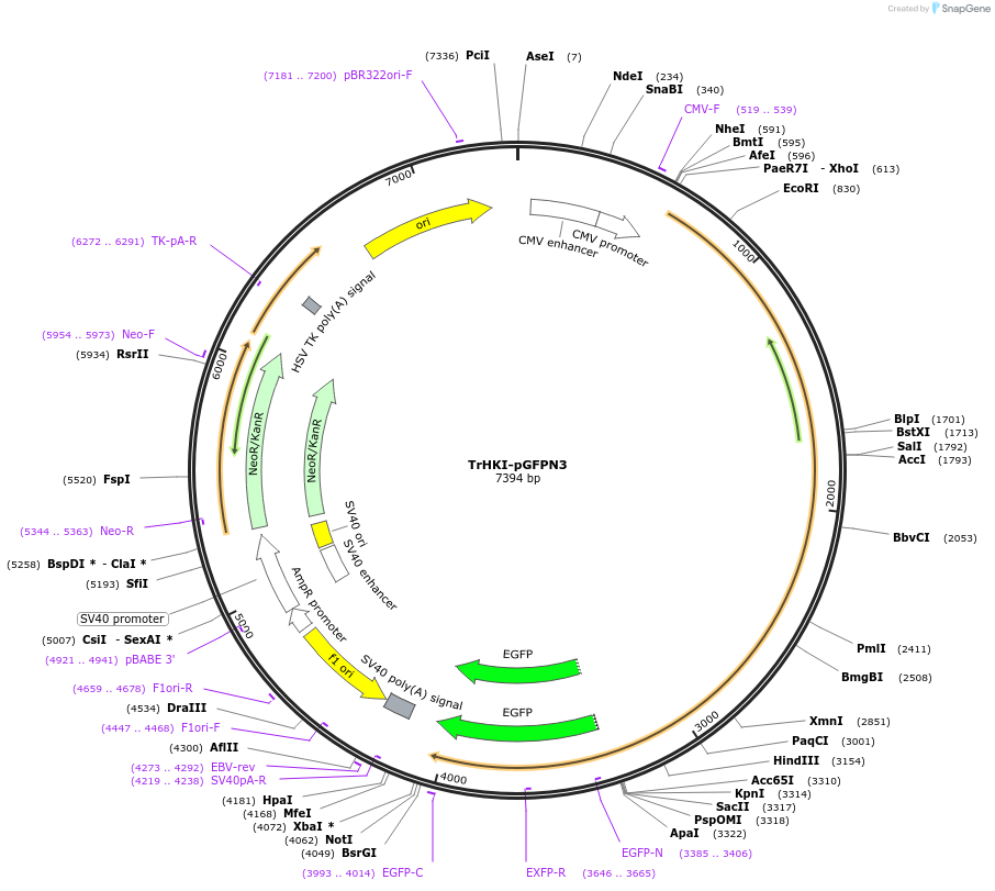 21918-plasmid-map-sequence-id-10088