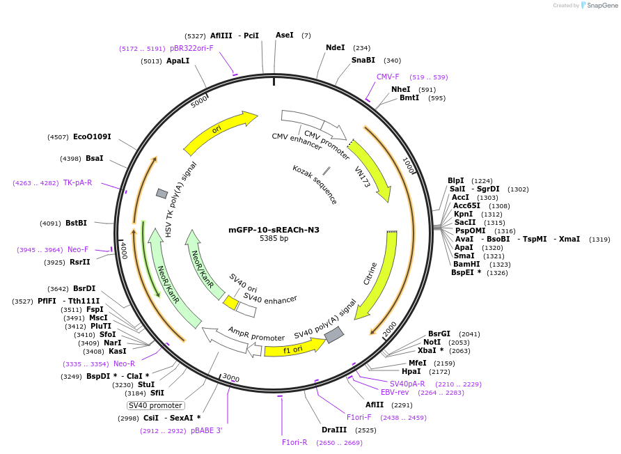 21947-plasmid-map-sequence-id-10091