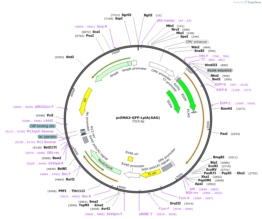 61820-plasmid-map-sequence-id-100911