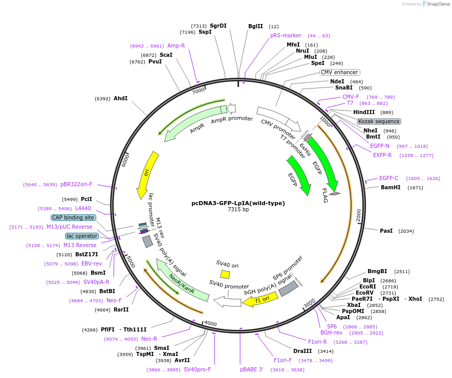 61821-plasmid-map-sequence-id-100912