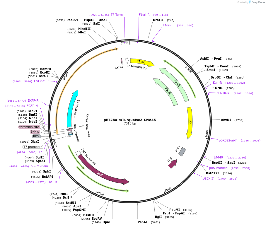 61602-plasmid-map-sequence-id-100946