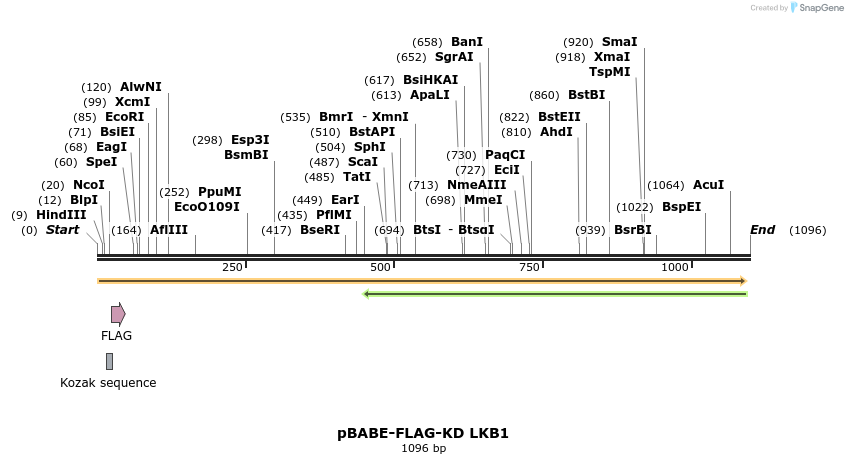 100996_map