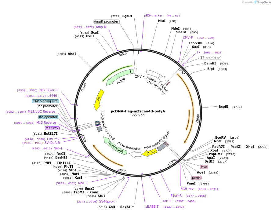 61831-plasmid-map-sequence-id-101002