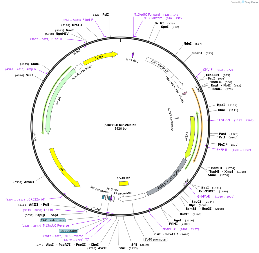 22012-plasmid-map-sequence-id-10104