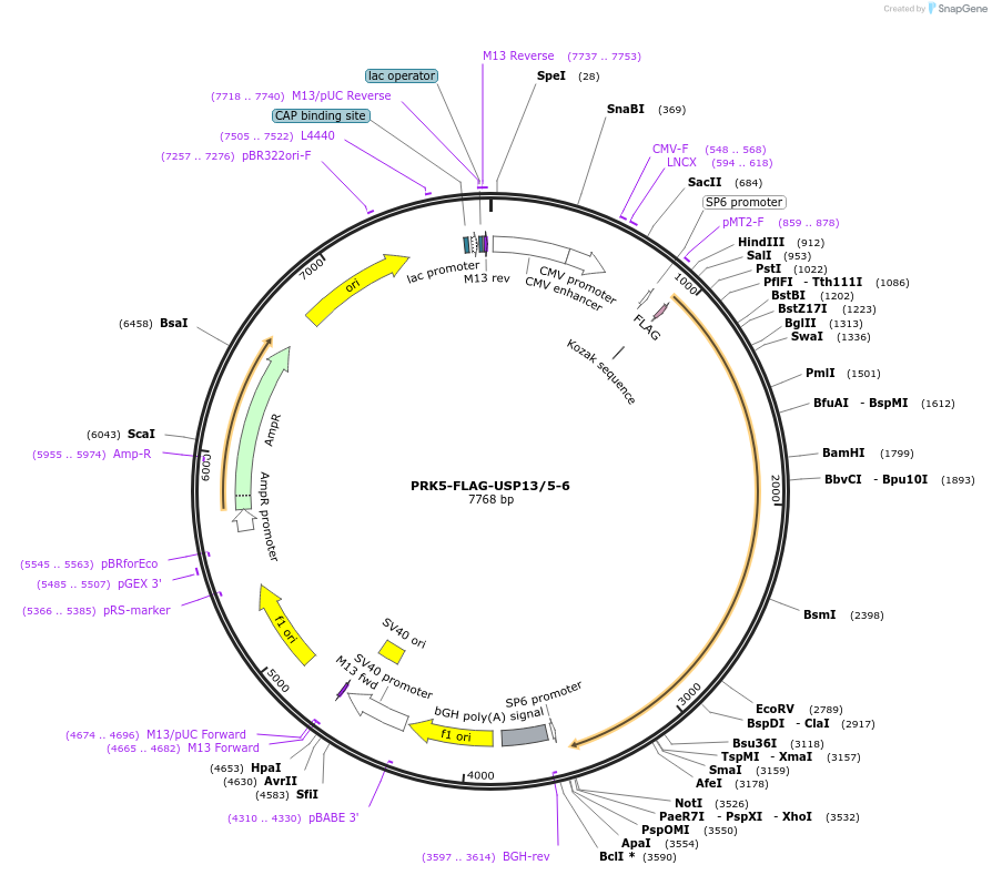 61748-plasmid-map-sequence-id-101060