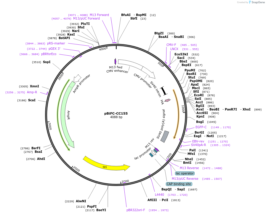 22015-plasmid-map-sequence-id-10107