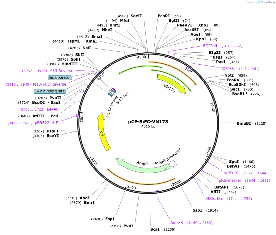 22019-plasmid-map-sequence-id-10109