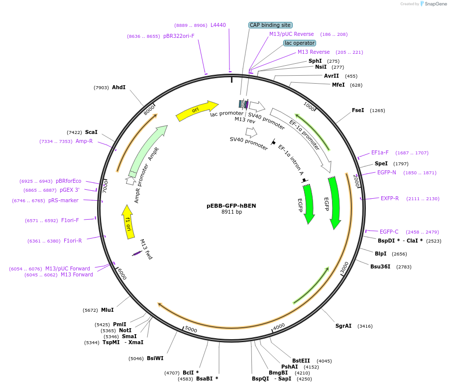 22157-plasmid-map-sequence-id-10111