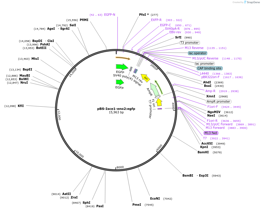 61394-plasmid-map-sequence-id-101125