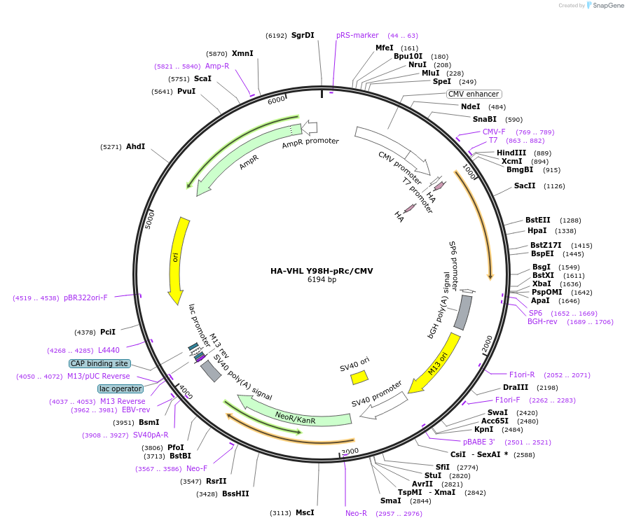 22044-plasmid-map-sequence-id-10115