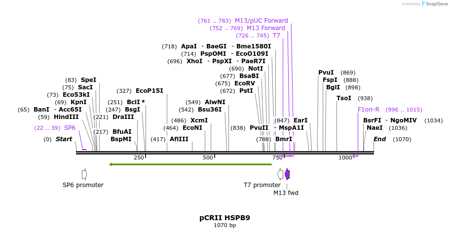 101156_map