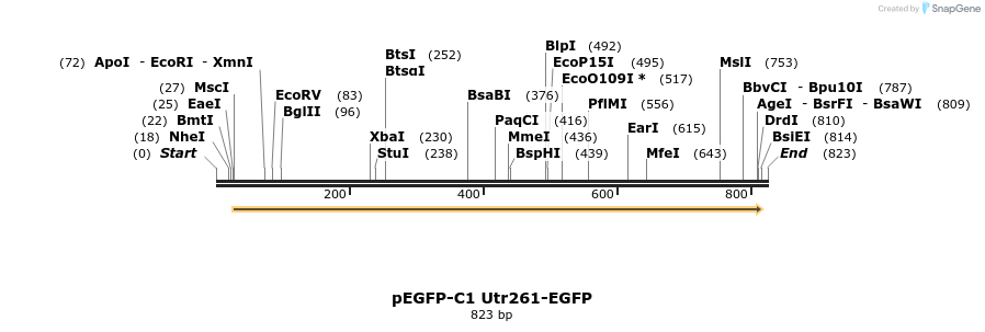101161_map