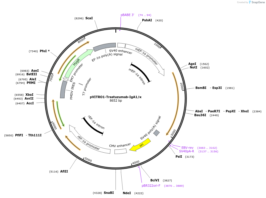 61888-plasmid-map-sequence-id-101180