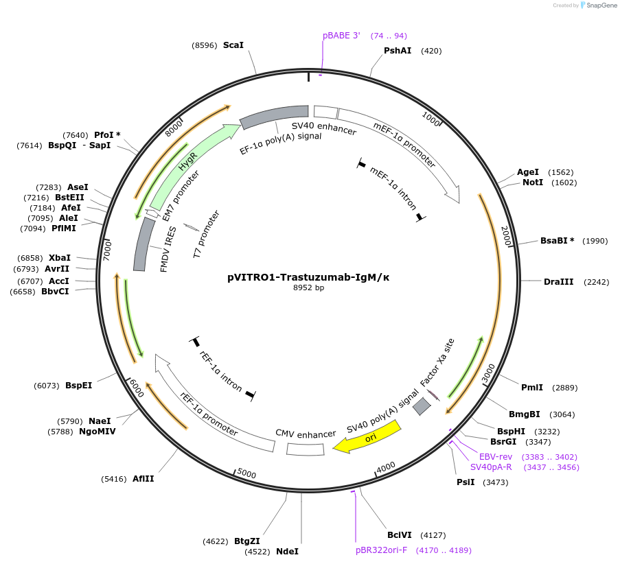 61881-plasmid-map-sequence-id-101188