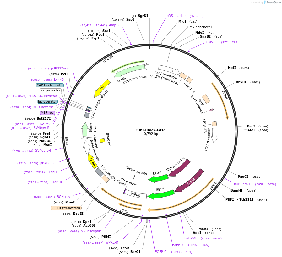 22051-plasmid-map-sequence-id-10119