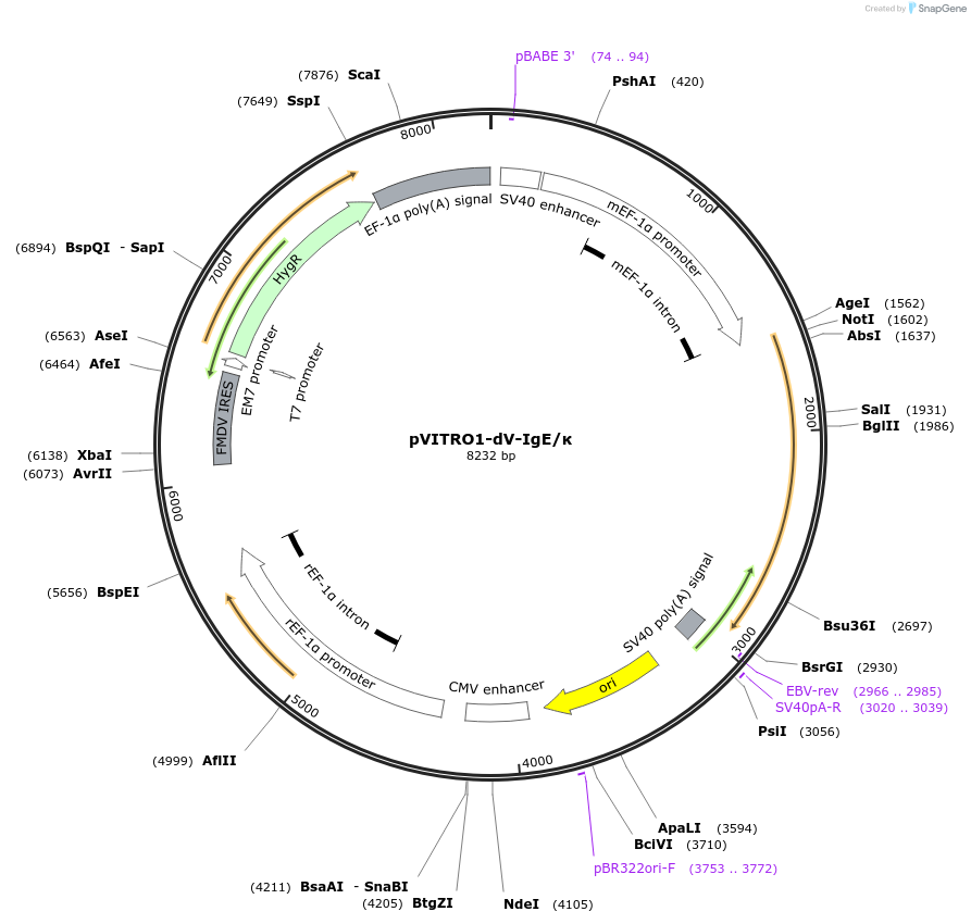 61878-plasmid-map-sequence-id-101191