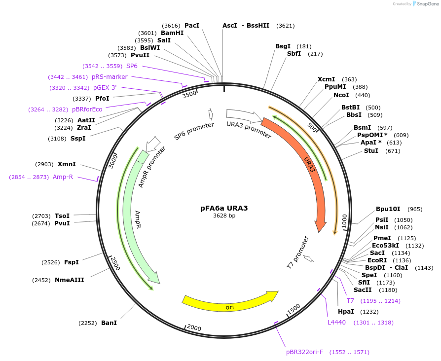61924-plasmid-map-sequence-id-101201