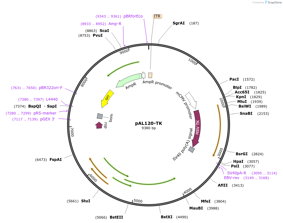 22053-plasmid-map-sequence-id-10121
