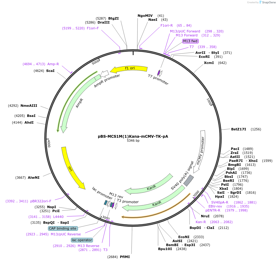 22060-plasmid-map-sequence-id-10124