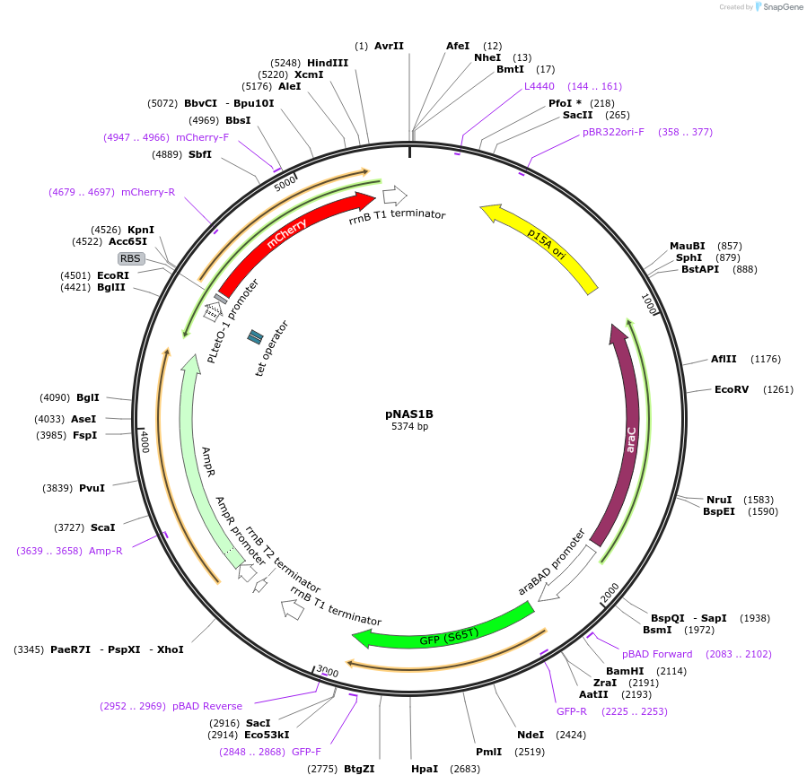 61968-plasmid-map-sequence-id-101267