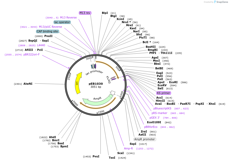 22067-plasmid-map-sequence-id-10127