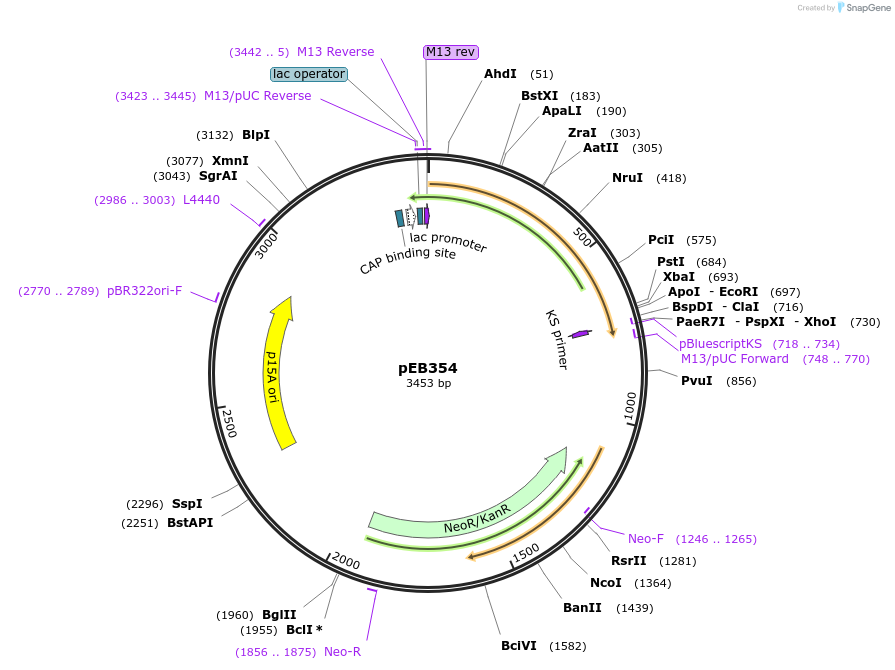 22069-plasmid-map-sequence-id-10128