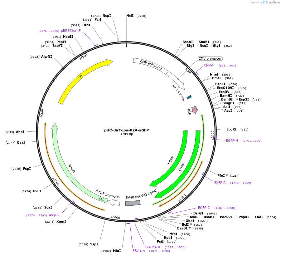 61974-plasmid-map-sequence-id-101282