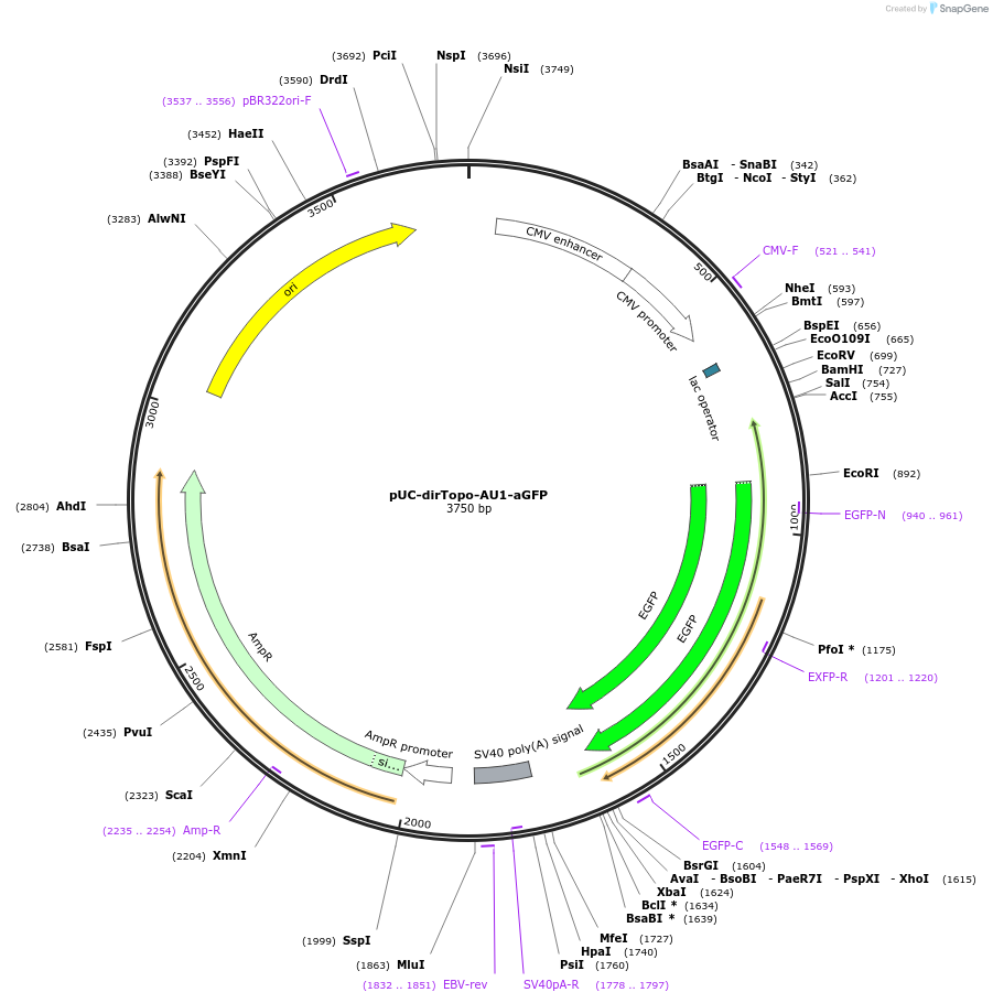 61973-plasmid-map-sequence-id-101284