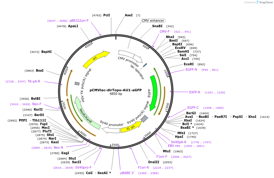 61971-plasmid-map-sequence-id-101286
