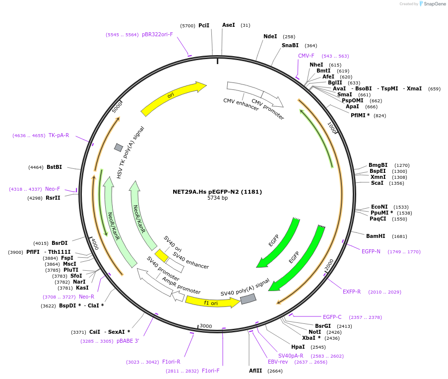 62040-plasmid-map-sequence-id-101293