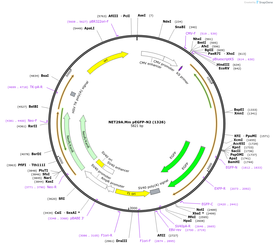62045-plasmid-map-sequence-id-101294