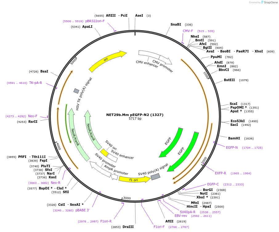 62046-plasmid-map-sequence-id-101295