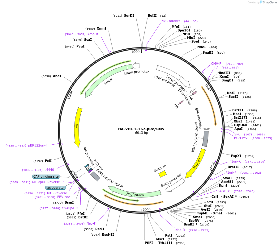 22078-plasmid-map-sequence-id-10136