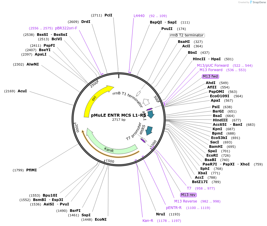 62084-plasmid-map-sequence-id-101373