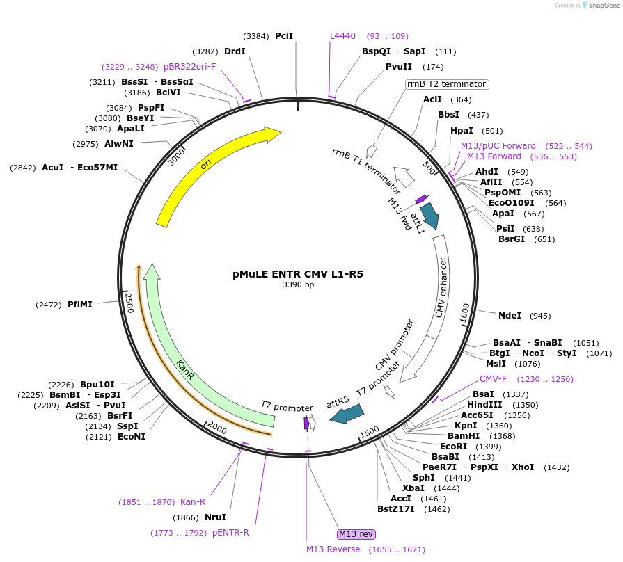 62090-plasmid-map-sequence-id-101379