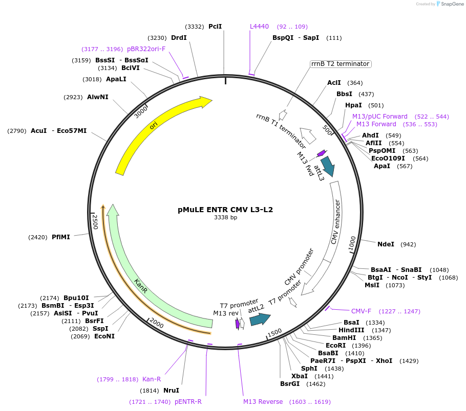 62092-plasmid-map-sequence-id-101381