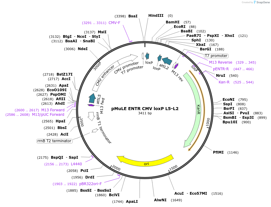62094-plasmid-map-sequence-id-101383