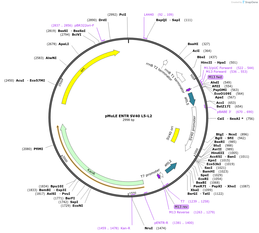 62095-plasmid-map-sequence-id-101384