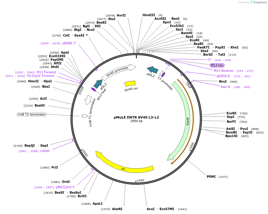 62096-plasmid-map-sequence-id-101385