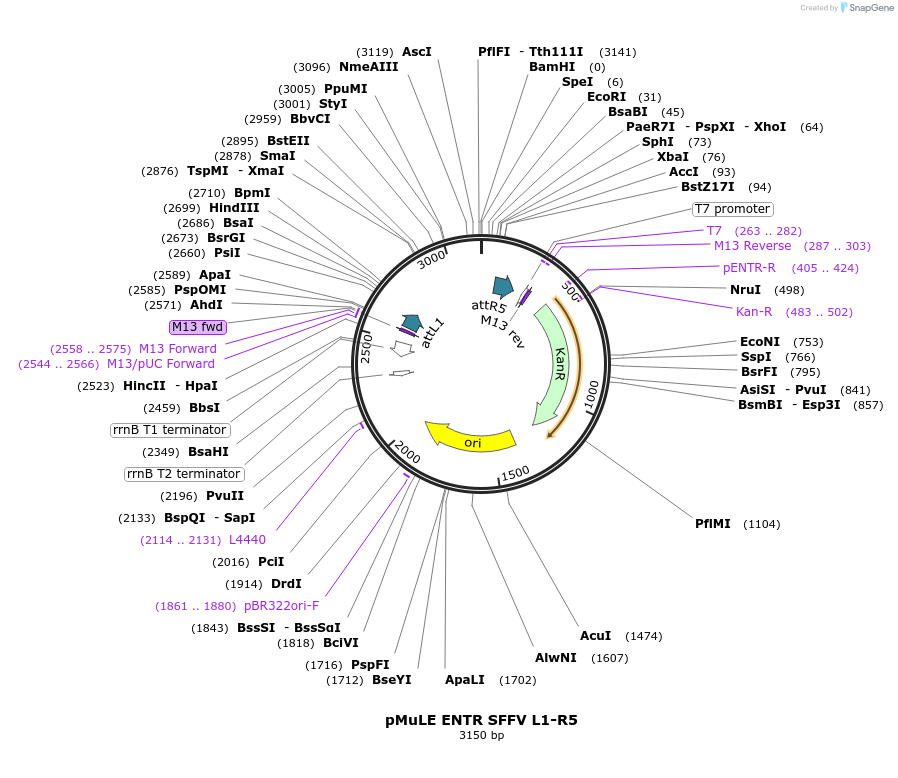 62097-plasmid-map-sequence-id-101386