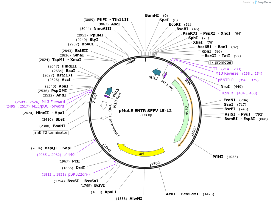 62098-plasmid-map-sequence-id-101387
