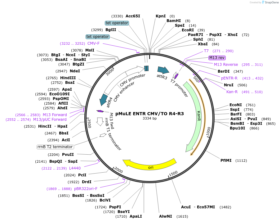 62100-plasmid-map-sequence-id-101389