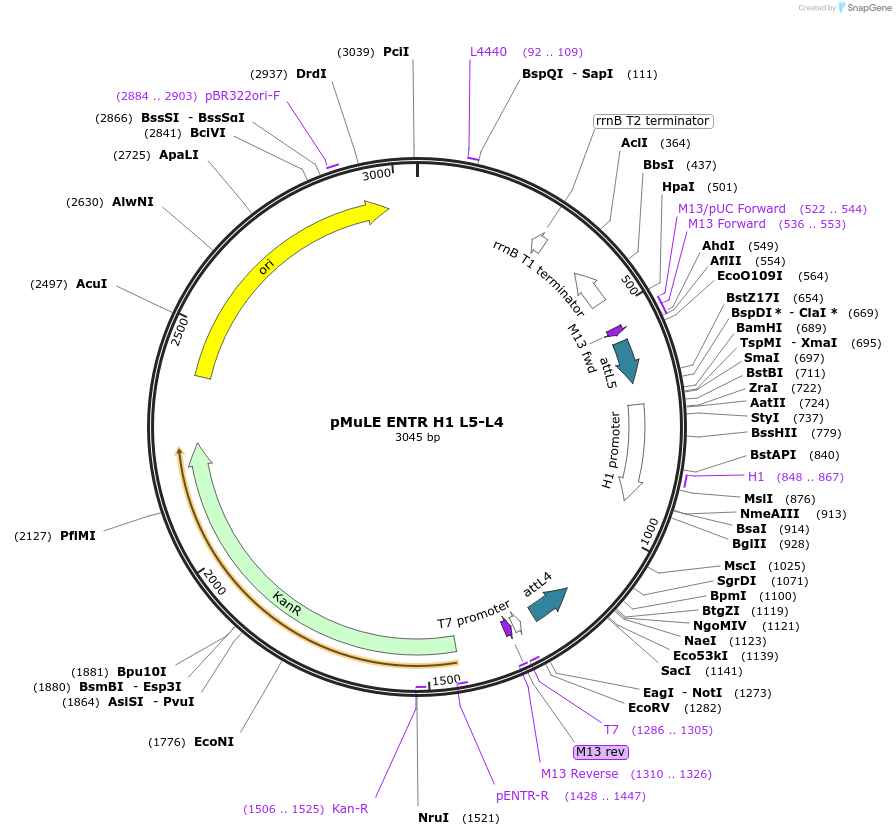 62102-plasmid-map-sequence-id-101391