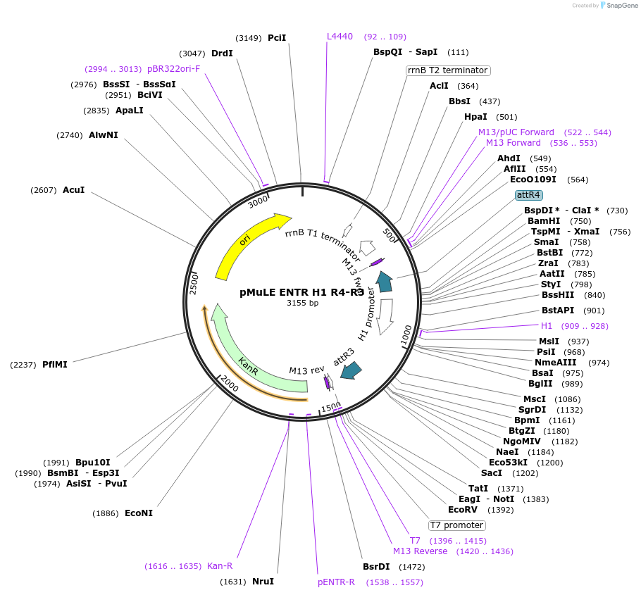 62105-plasmid-map-sequence-id-101394
