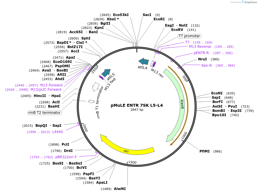 62107-plasmid-map-sequence-id-101396