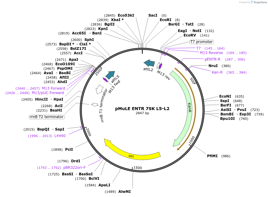 62108-plasmid-map-sequence-id-101397
