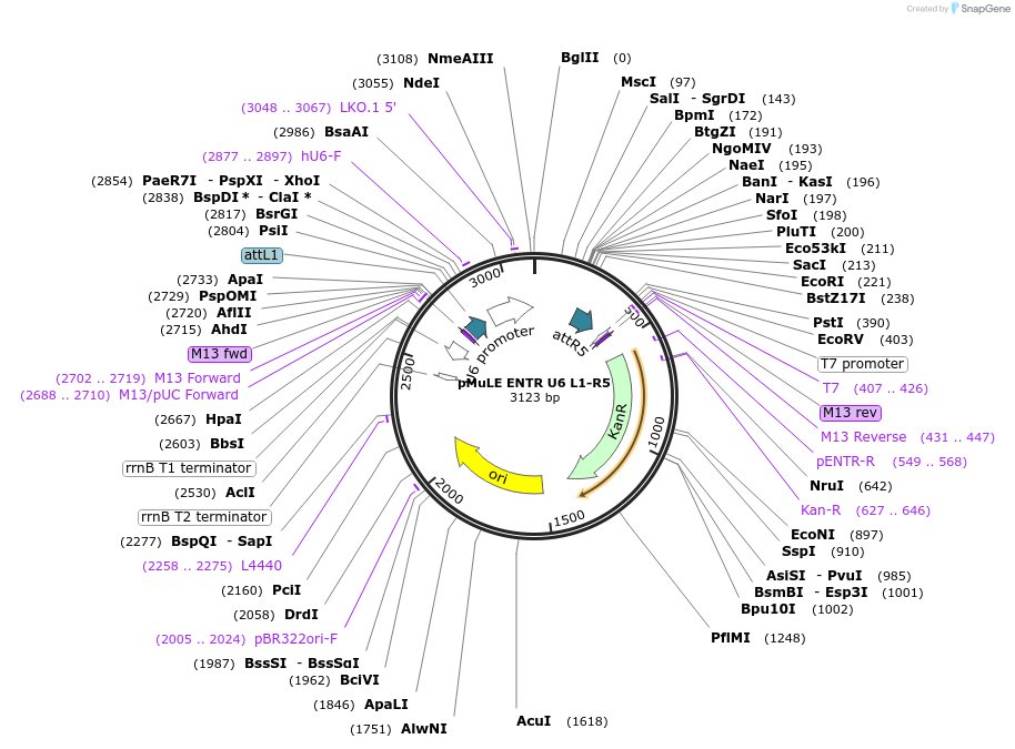 62111-plasmid-map-sequence-id-101400
