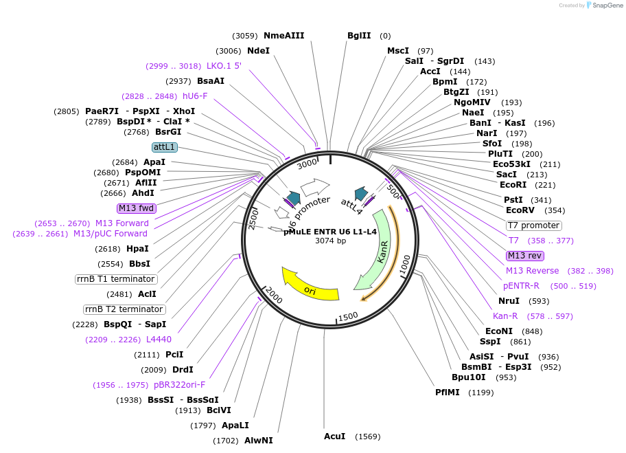 62112-plasmid-map-sequence-id-101401