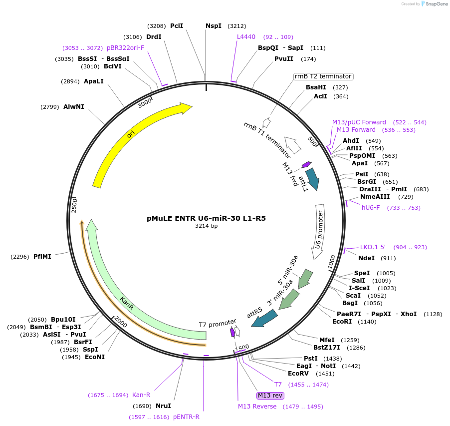 62113-plasmid-map-sequence-id-101402