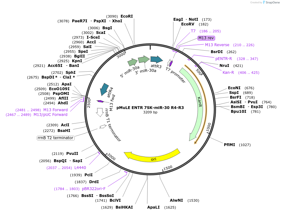 62121-plasmid-map-sequence-id-101405